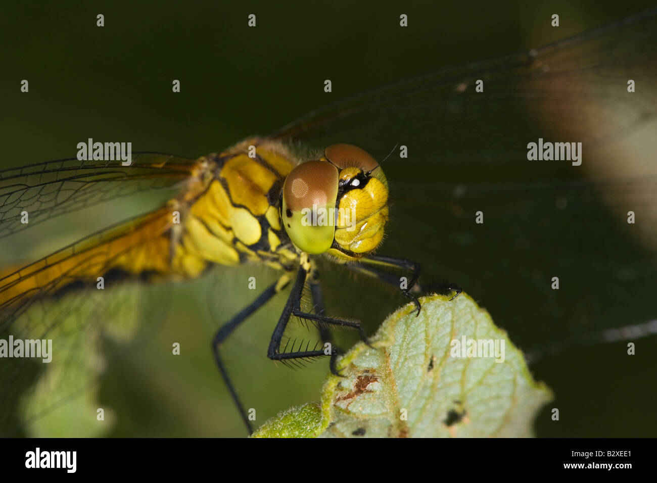 Sympetrum striolatum vert (commune) perché sur leaf Banque D'Images