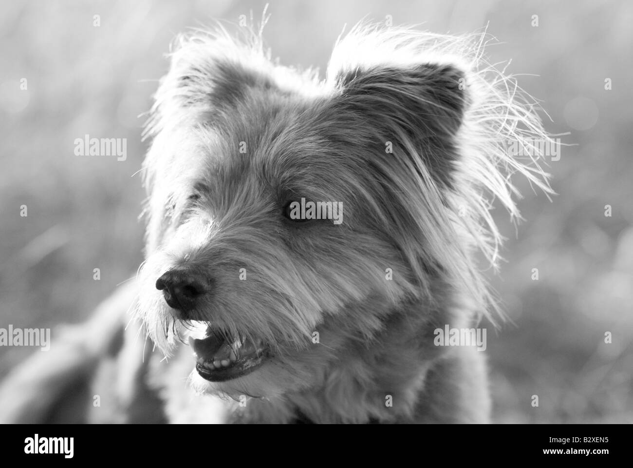 Mignon, doux, inhabituel chien k9 dans une posture détendue avec des oreilles adorables tout en étant alerte et attrayant comme le meilleur ami de l'homme Banque D'Images