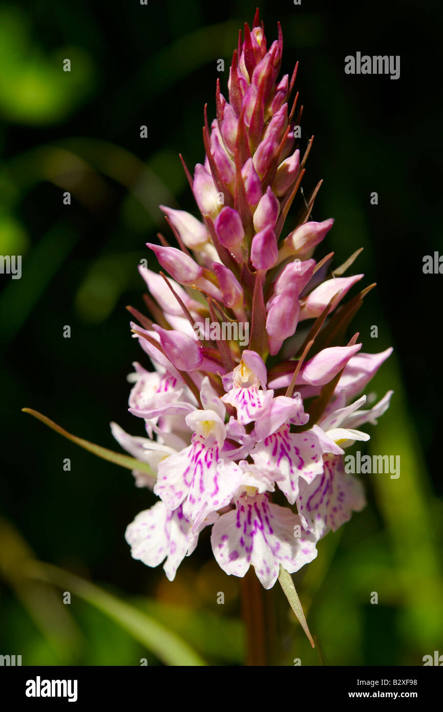 Prairie alpine sauvage orchidée fleur - Grindelwald Suisse Banque D'Images