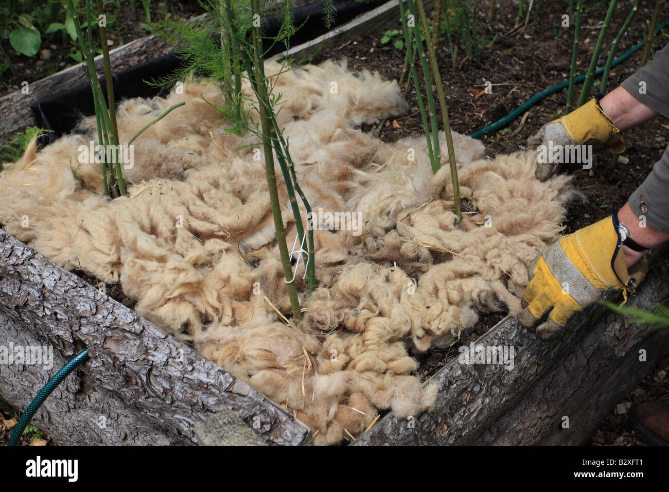 Le paillage asperge avec une laine de moutons LENTE SCOURCE ALIMENTAIRE Banque D'Images
