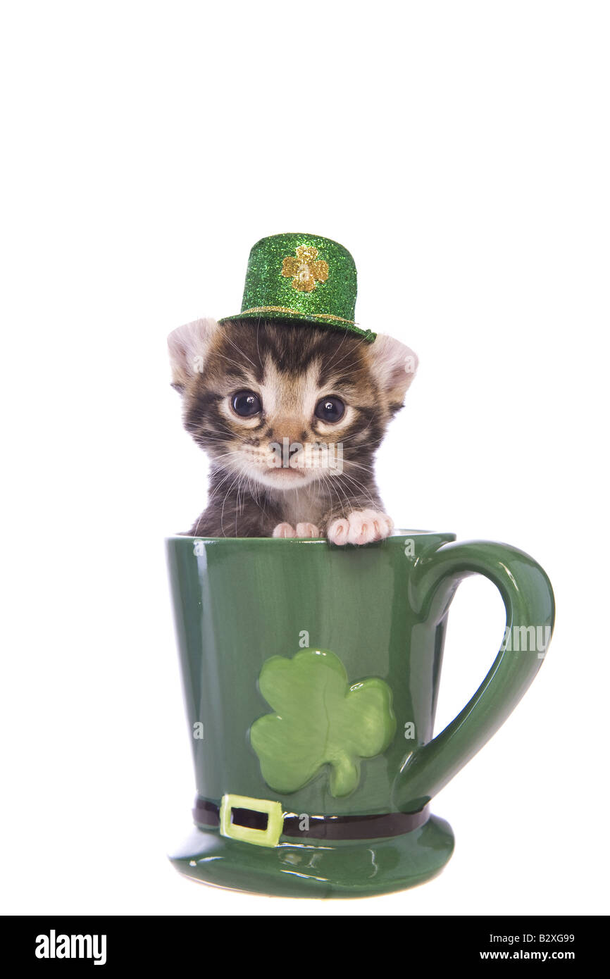 Saint Patricks Day adorable chaton dans tasse verte portant chapeau vert isolé sur fond blanc Banque D'Images