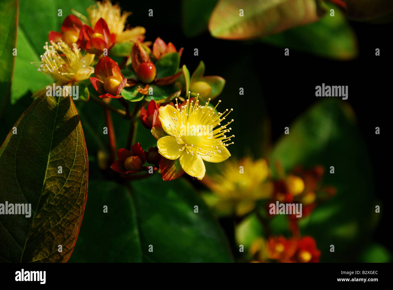 Au sud du lac parc Norwood - belle composition de fleurs naturelles Banque D'Images