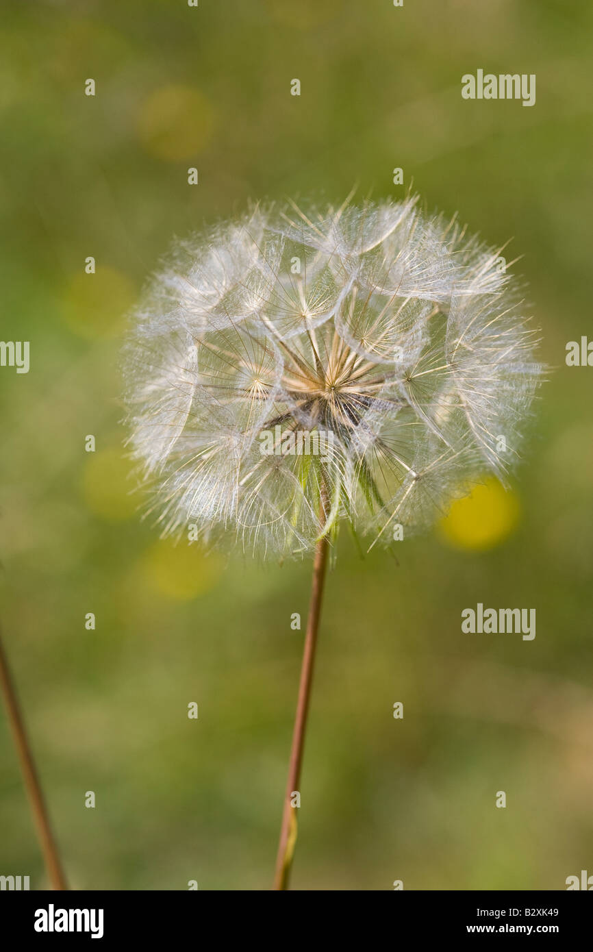 Barbe (Tragopogon pratensis) seed head Banque D'Images