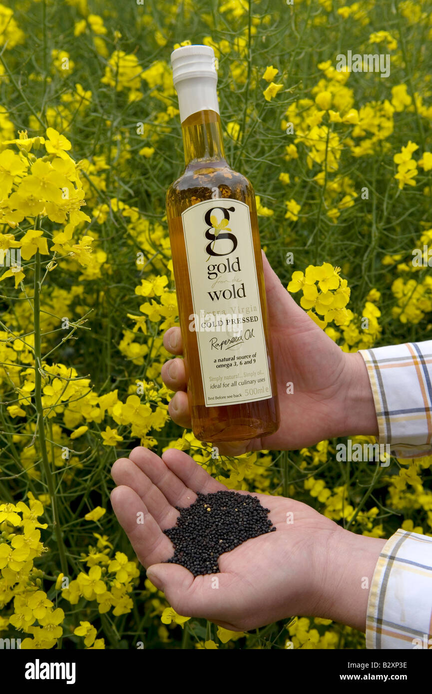 Une bouteille d'huile de colza extra vierge de l'English Channel UK tenue à  la main sont les graines de colza qui sont pressés de faire de l'huile  Photo Stock - Alamy
