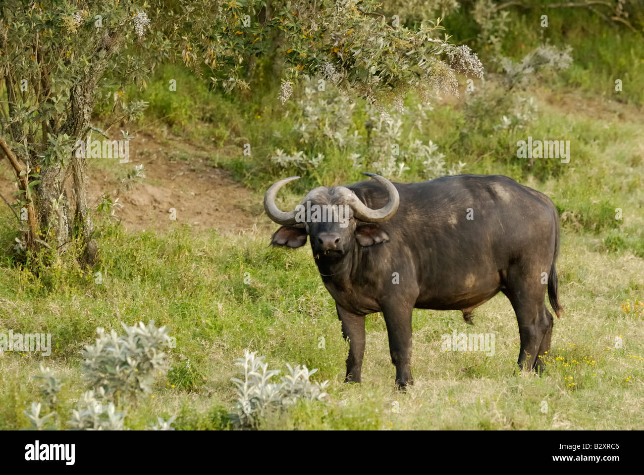 D'AFRIQUE, Syncerus caffer, Masai Mara, Kenya, Afrique de l'Est Banque D'Images