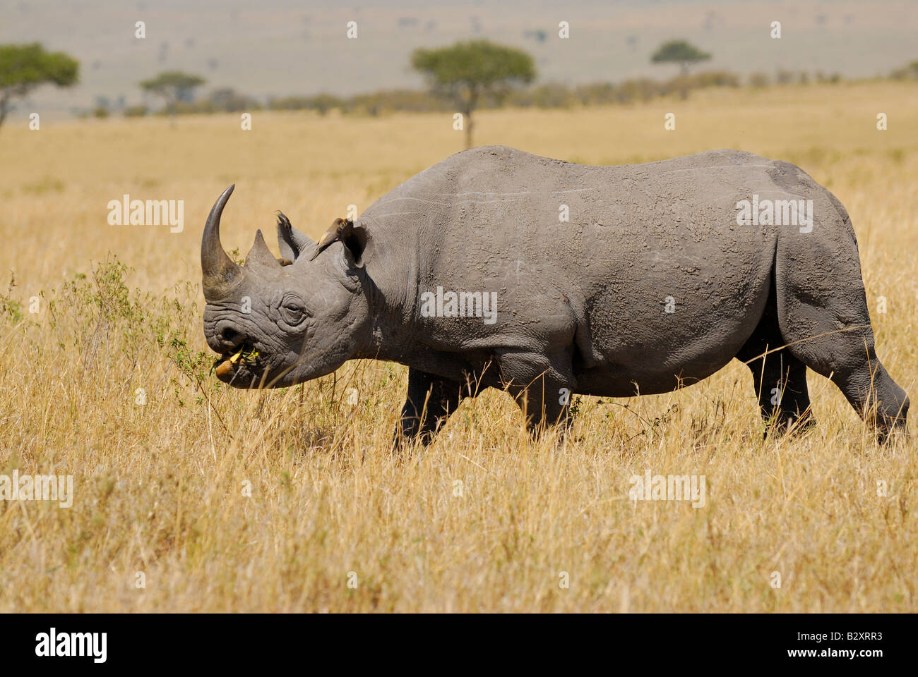 Les rhinocéros noirs, Diceros bicornis, Masai Mara, Kenya, Afrique Banque D'Images