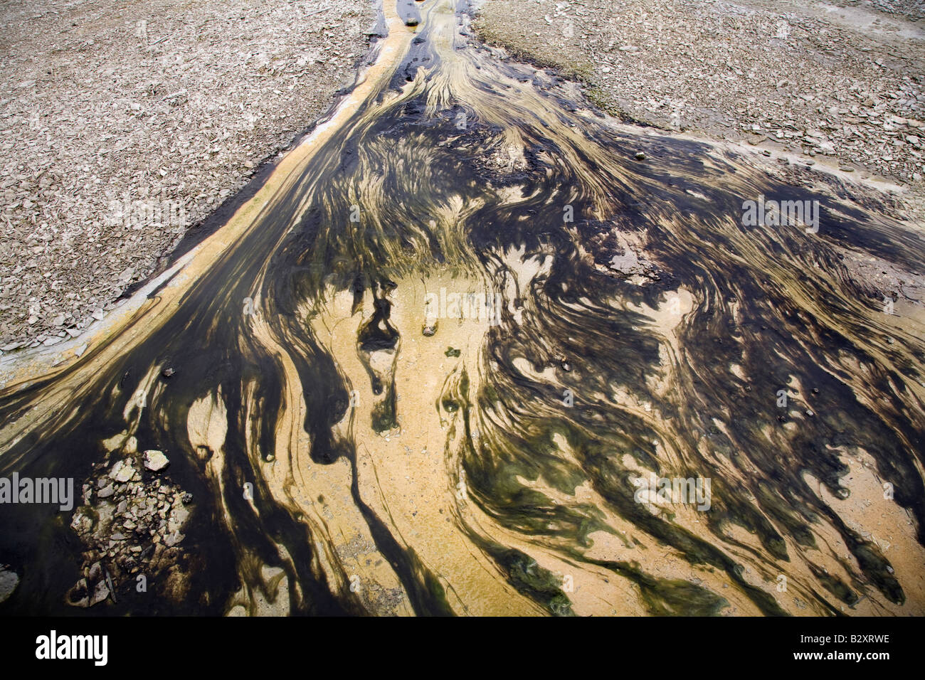 Tapis d'algues thermophiles 2, Norris Geyser Basin, Parc National de Yellowstone Banque D'Images