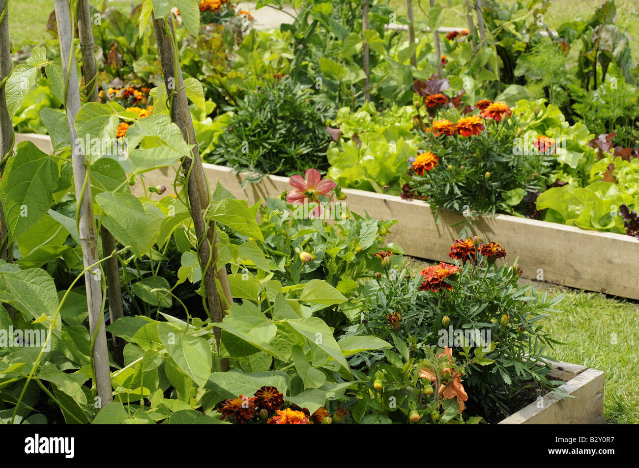 Fleurs et légumes dans un lit dont les Œillets d'haricots verts Betterave Laitue dans un jardin de ville de Norfolk UK Juin Banque D'Images