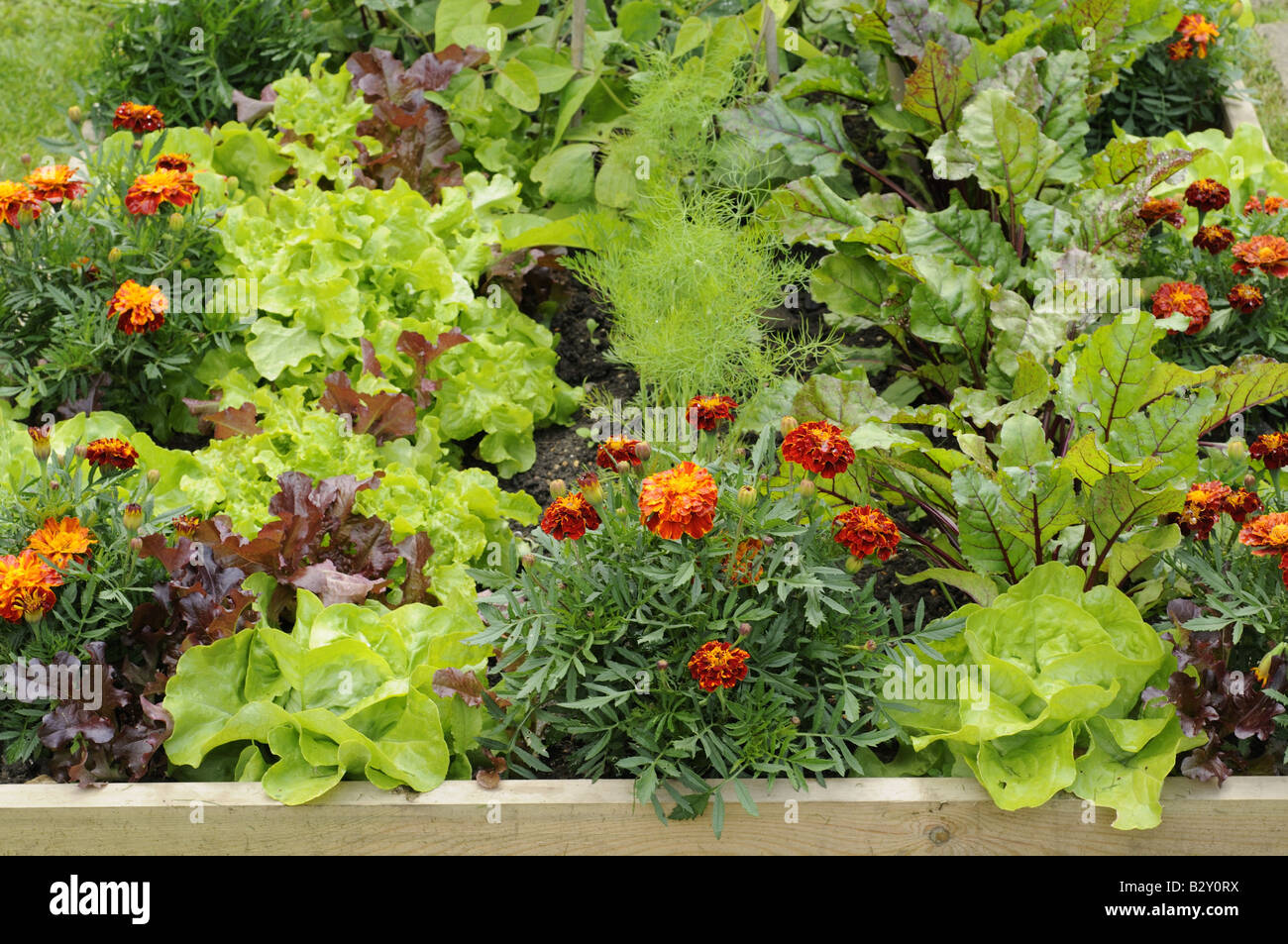 Fleurs et légumes dans un lit dont les Œillets d'Aneth Salade Betterave Norfolk UK Juin Banque D'Images