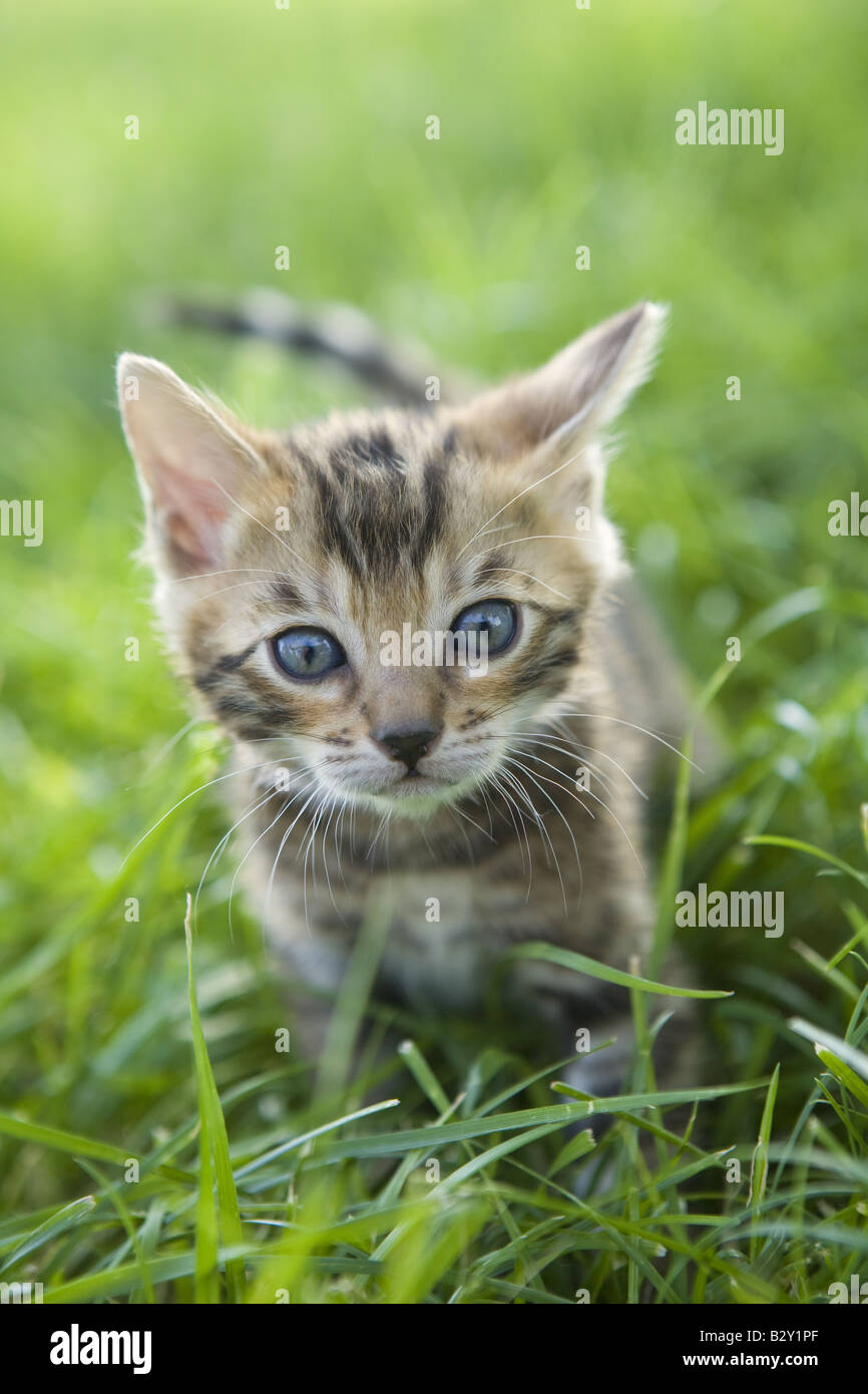 Adorable chatons jouent dehors dans l'herbe verte Banque D'Images Adorable chatons jouent dehors dans l'herbe verte Banque D'Images