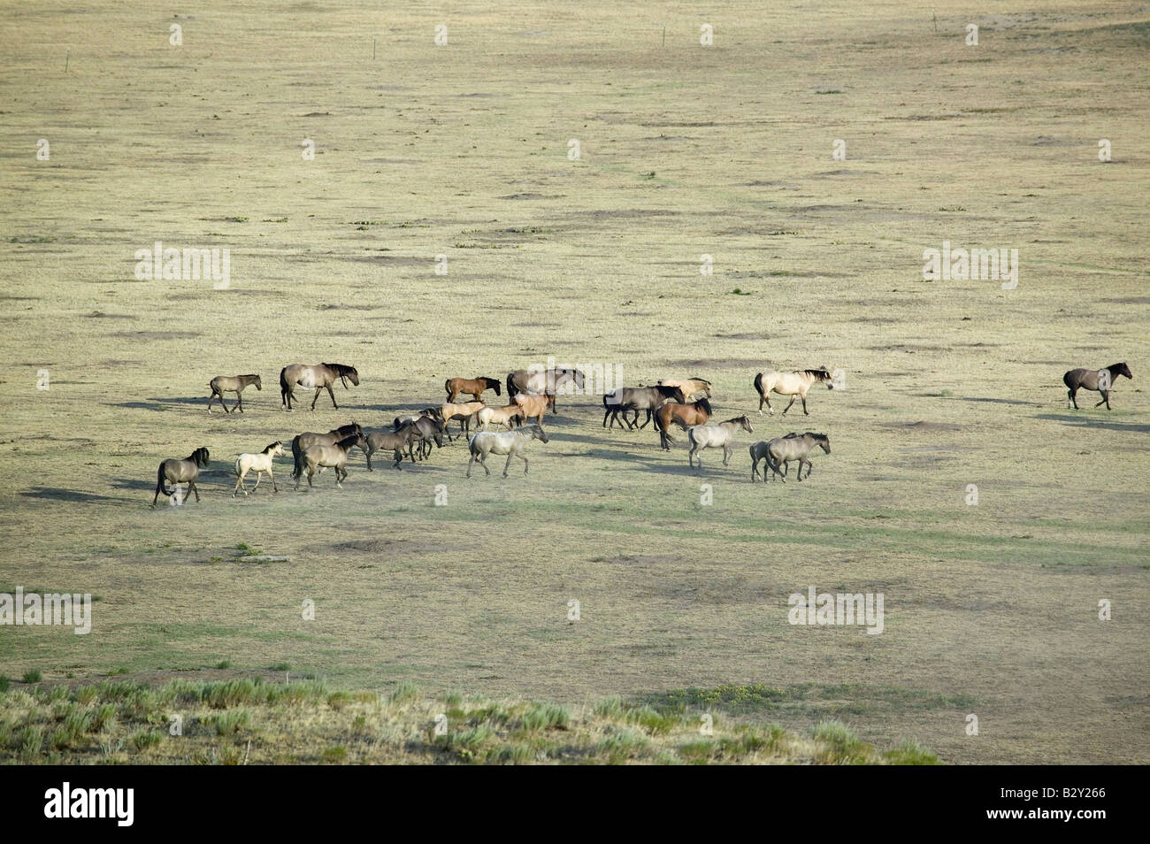 Photo de lointain troupeau de chevaux à la Black Hills Wild Horse Sanctuary, le Dakota du Sud Banque D'Images