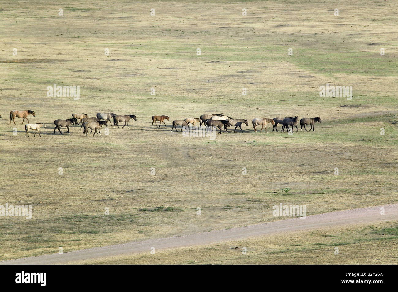Photo de lointain troupeau de chevaux à la Black Hills Wild Horse Sanctuary, le Dakota du Sud Banque D'Images