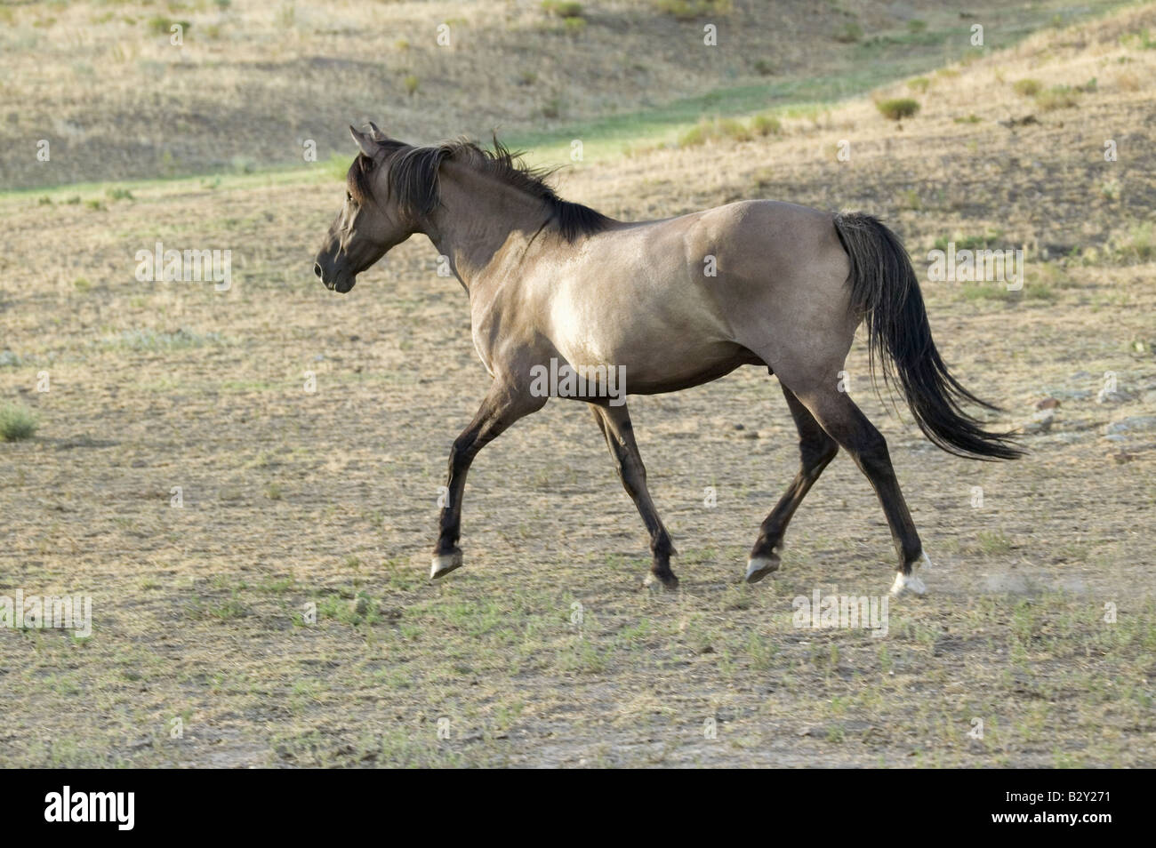 Running horse à Black Hills Wild Horse Sanctuary, le Dakota du Sud Banque D'Images
