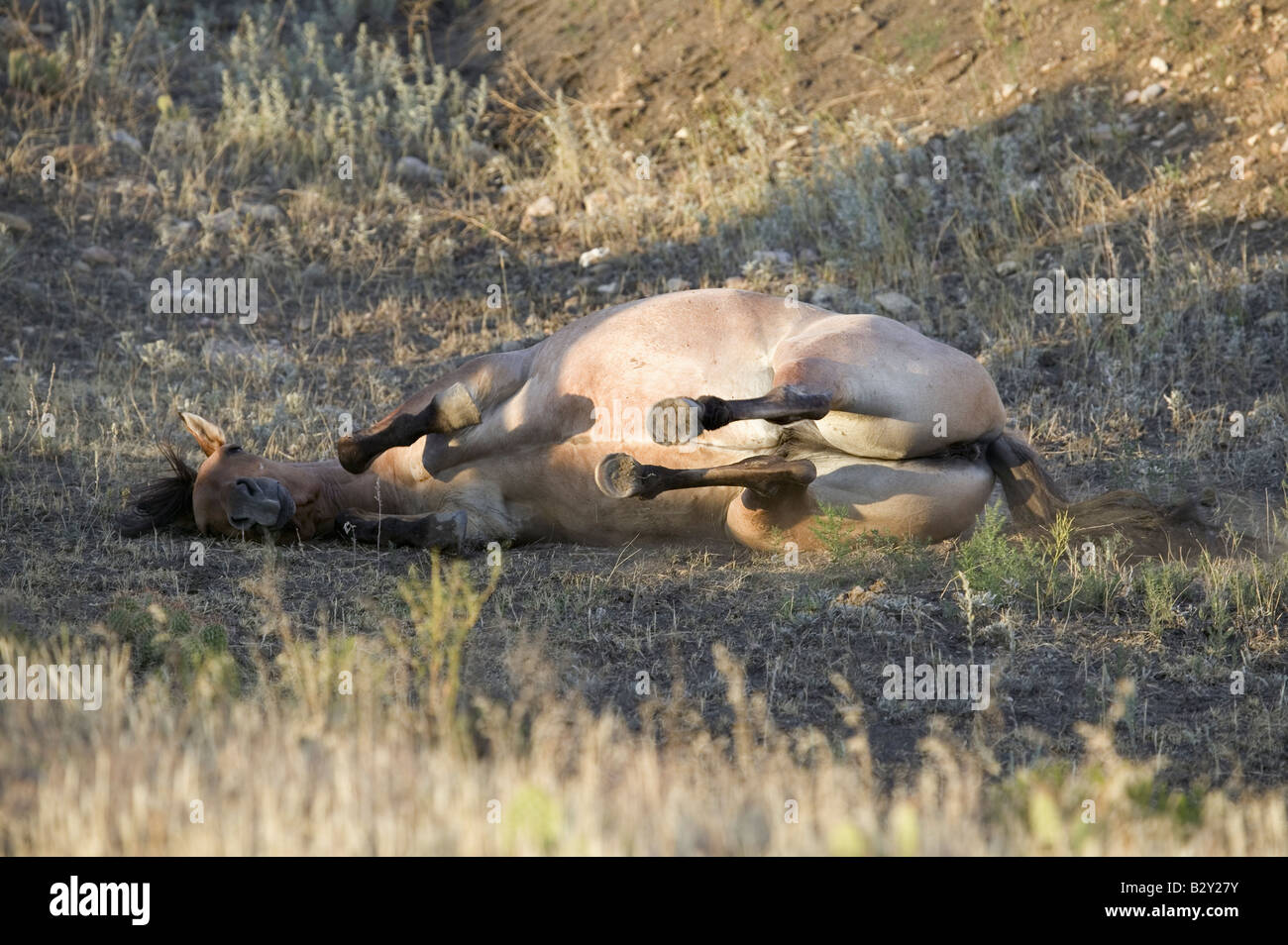Rouler dans la terre à cheval les Black Hills Wild Horse Sanctuary, le Dakota du Sud Banque D'Images