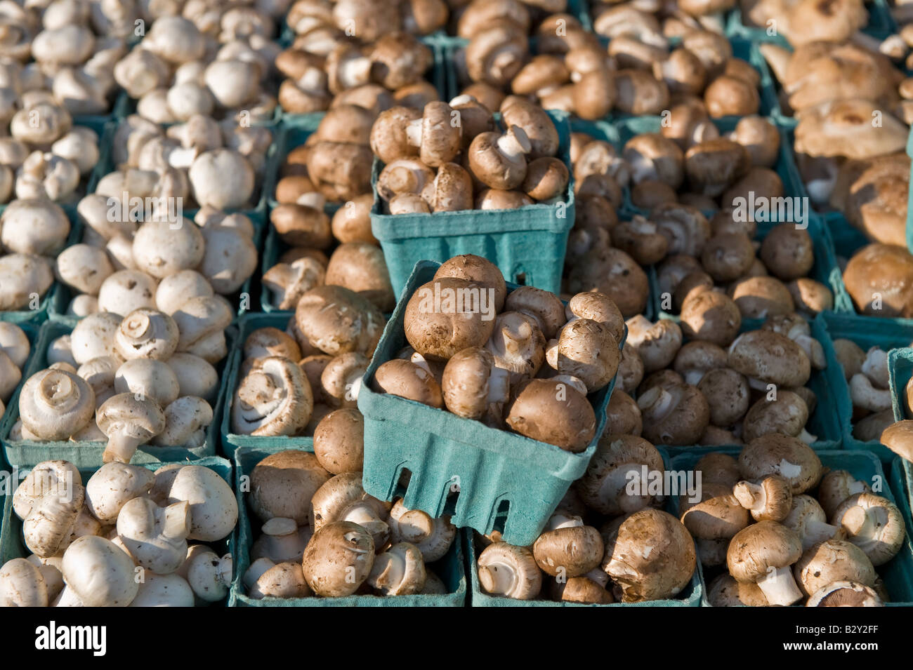Les champignons sur l'affichage à un marché de producteurs Banque D'Images