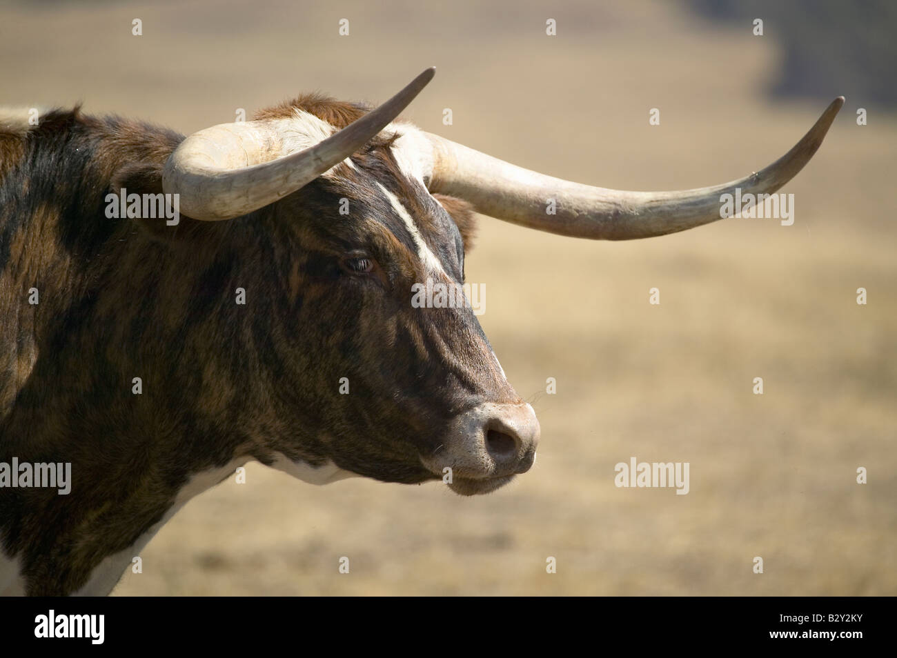 Close-up of Texas Longhorn à côté de l'historique Fort Robinson, New York Banque D'Images
