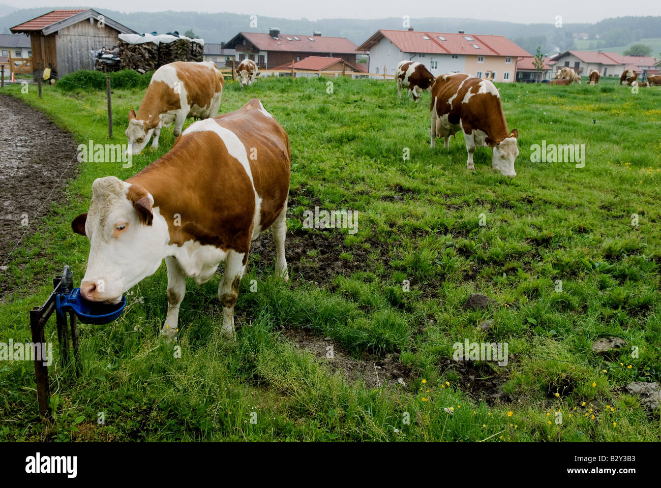 Les bovins laitiers, Waging, Bavière, Allemagne. Banque D'Images