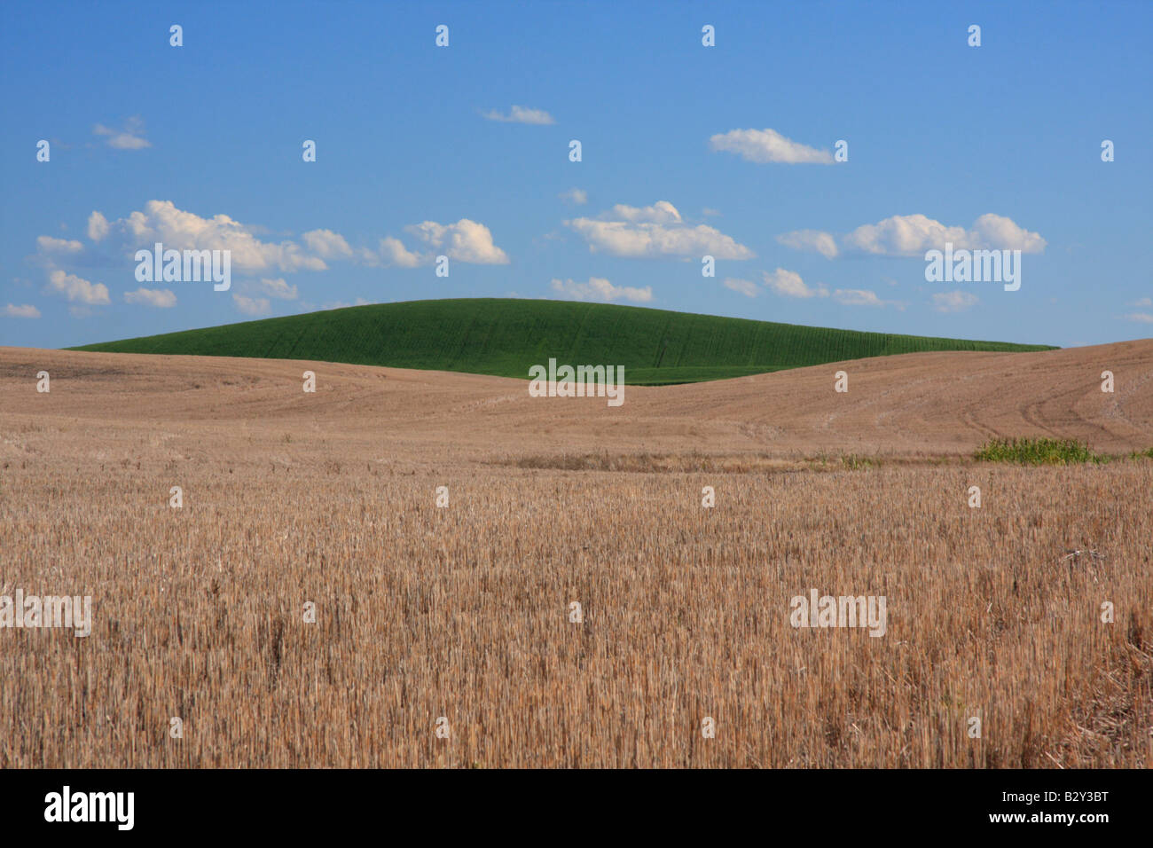 Terres agricoles récoltés avec colline verte près de Wayne, Alberta Banque D'Images