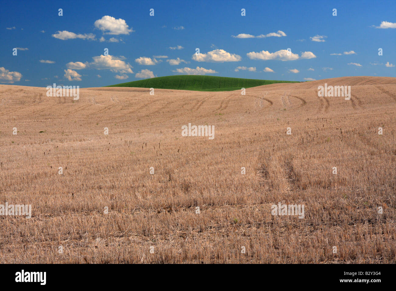 Terres agricoles récoltés avec colline verte près de Wayne, Alberta Banque D'Images