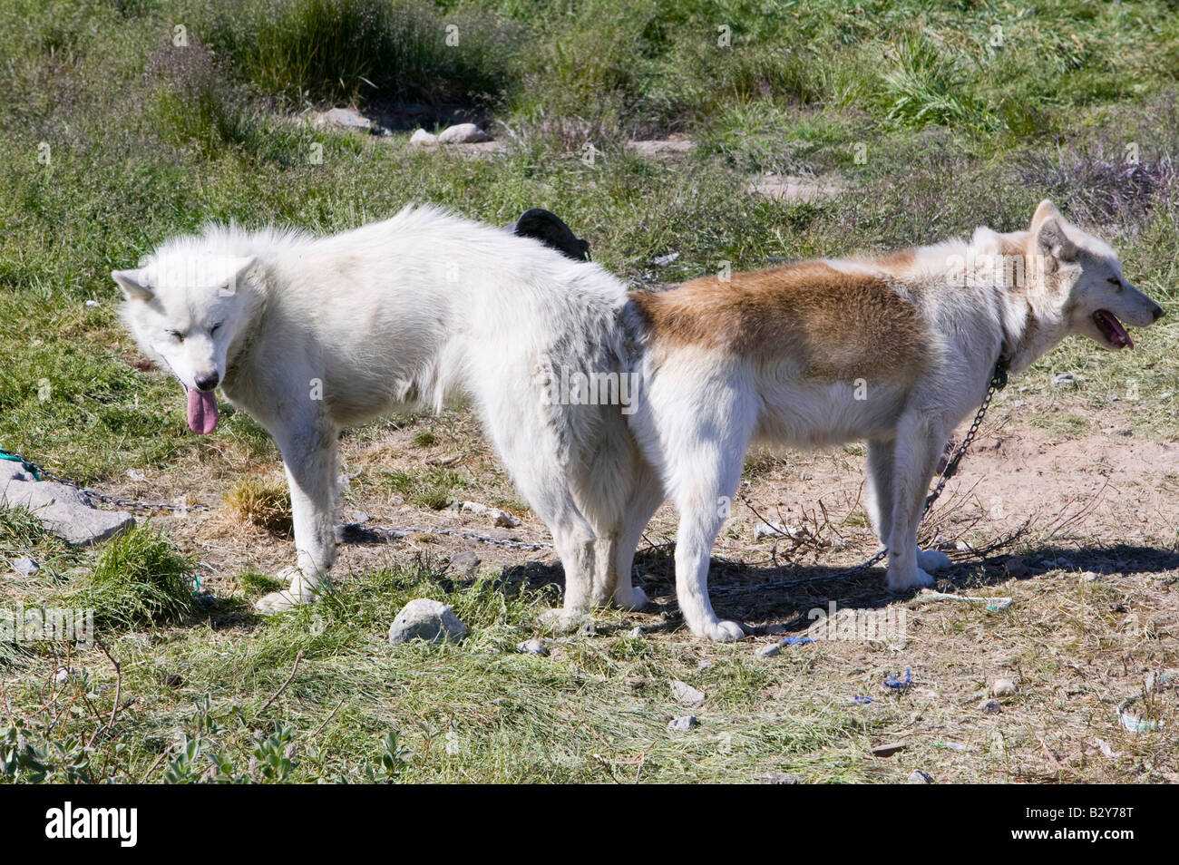 Chiens de traîneau inuits du Groenland Ilulissat dans Husky Banque D'Images