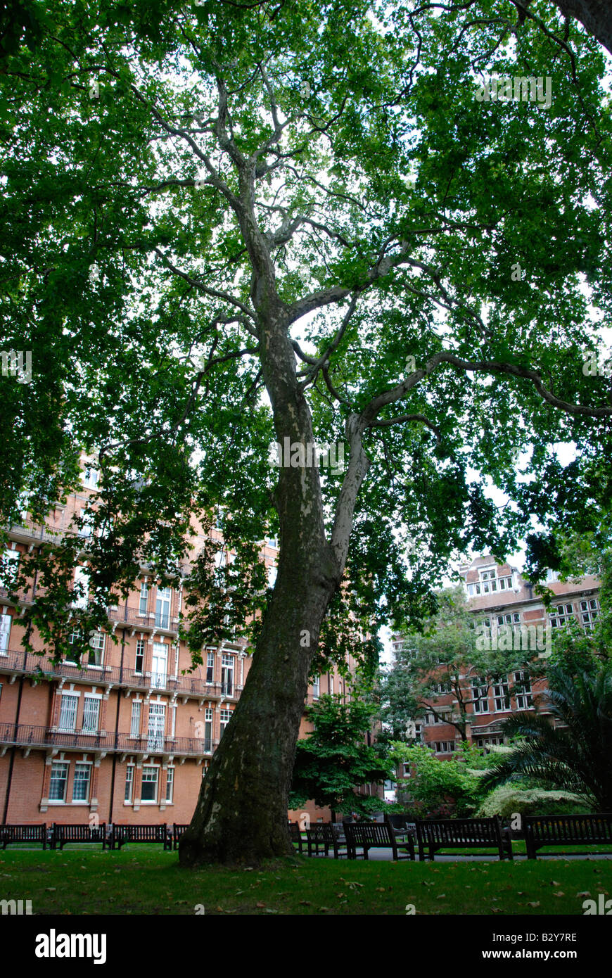 Mount Street Gardens Mayfair Londres Angleterre Banque D'Images