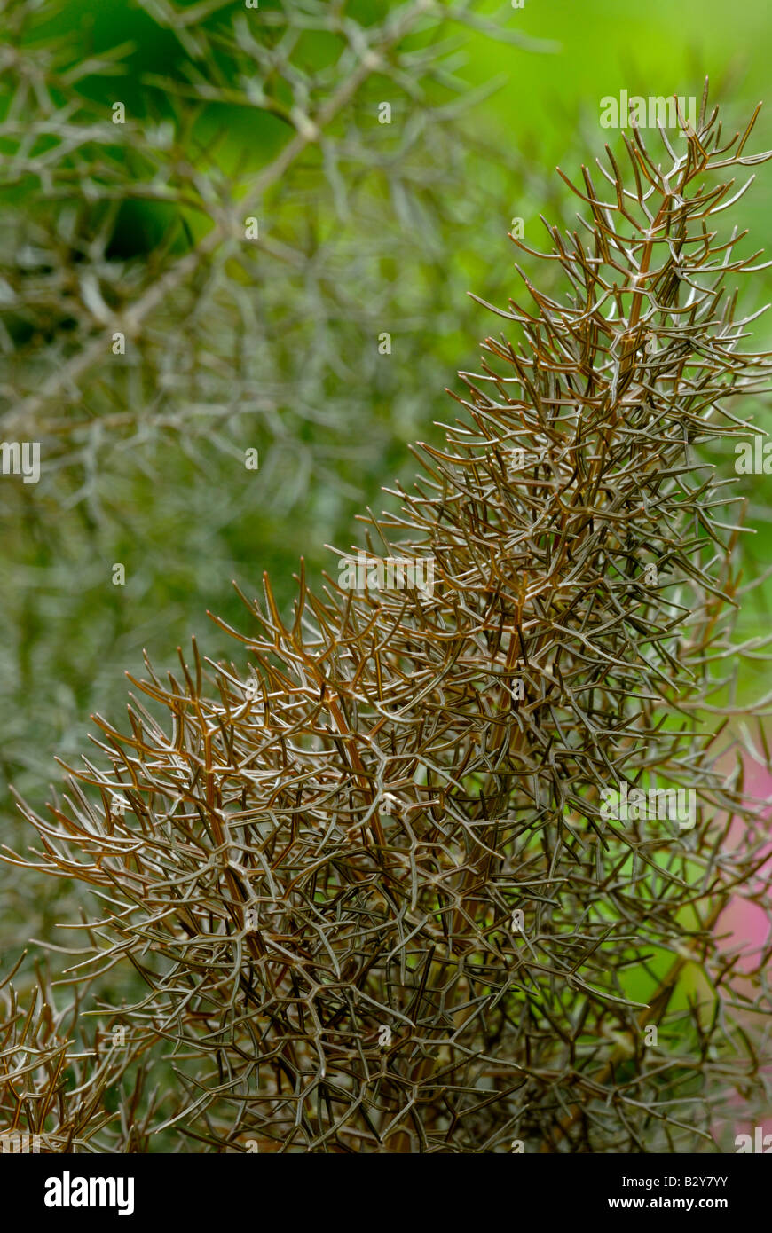 Bronze Fennel foeniculum vulgare, Pays de Galles, Royaume-Uni. Banque D'Images