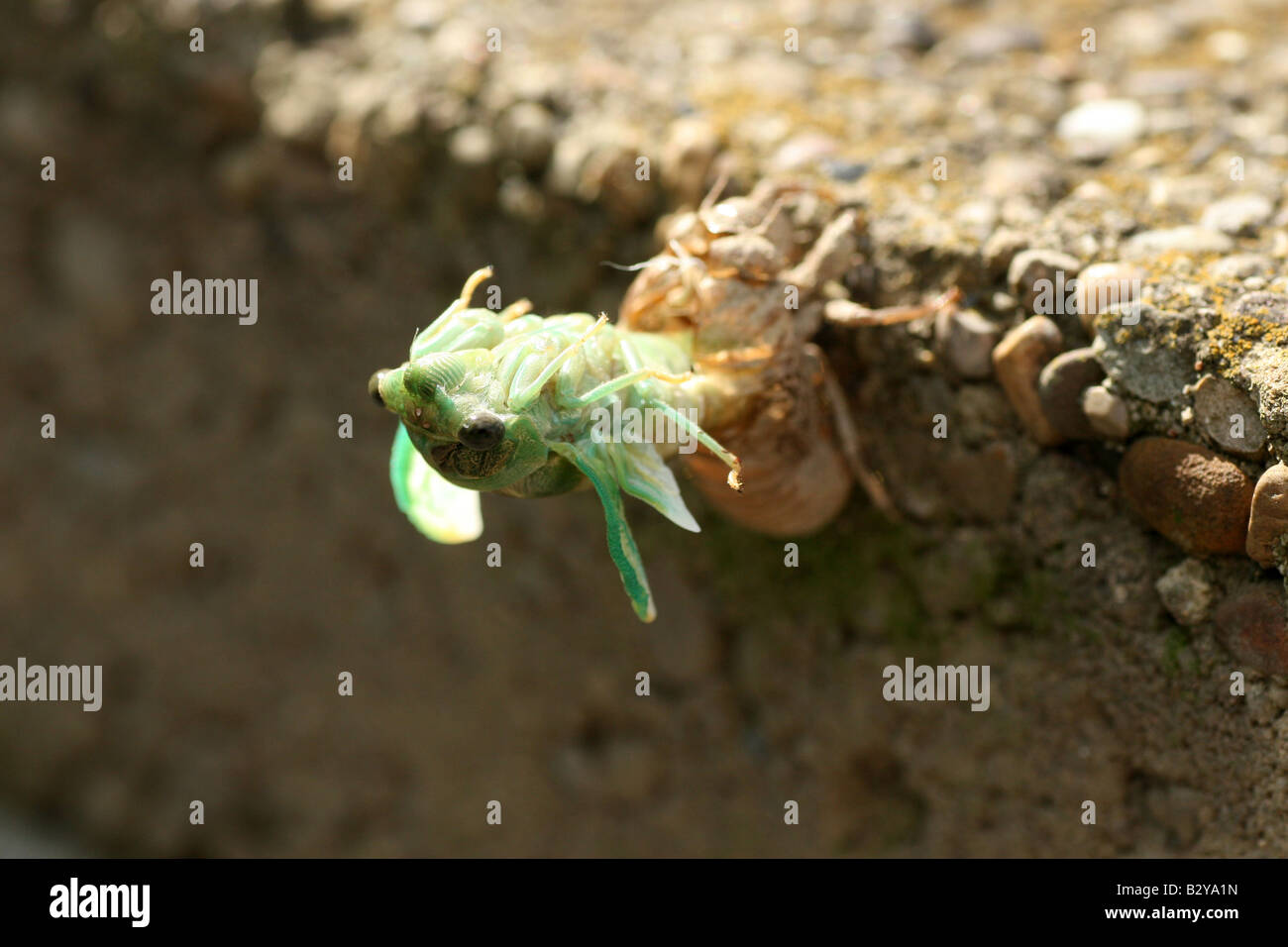 Harvestfly Dogday cigale sortant de la peau de nymphe Banque D'Images