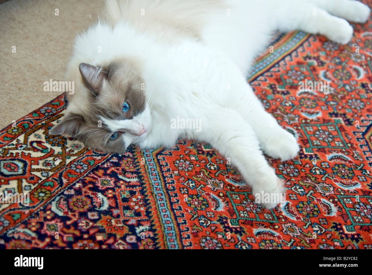 Pedigree Ragdoll cat allongé sur un tapis Bijar pour le confort Banque D'Images