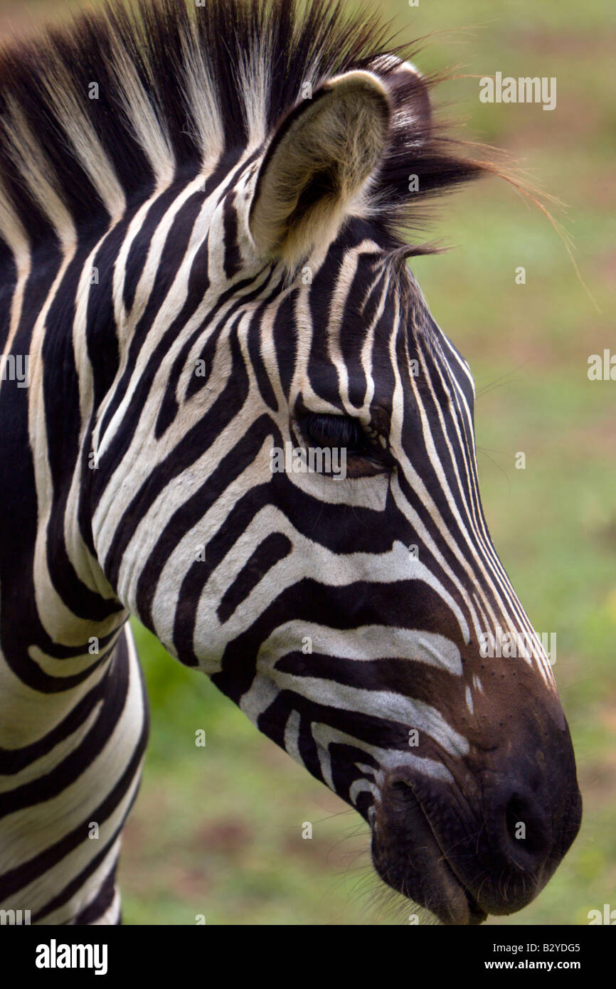 Bandes zebra plaines équine l'Ouganda Afrique Banque D'Images