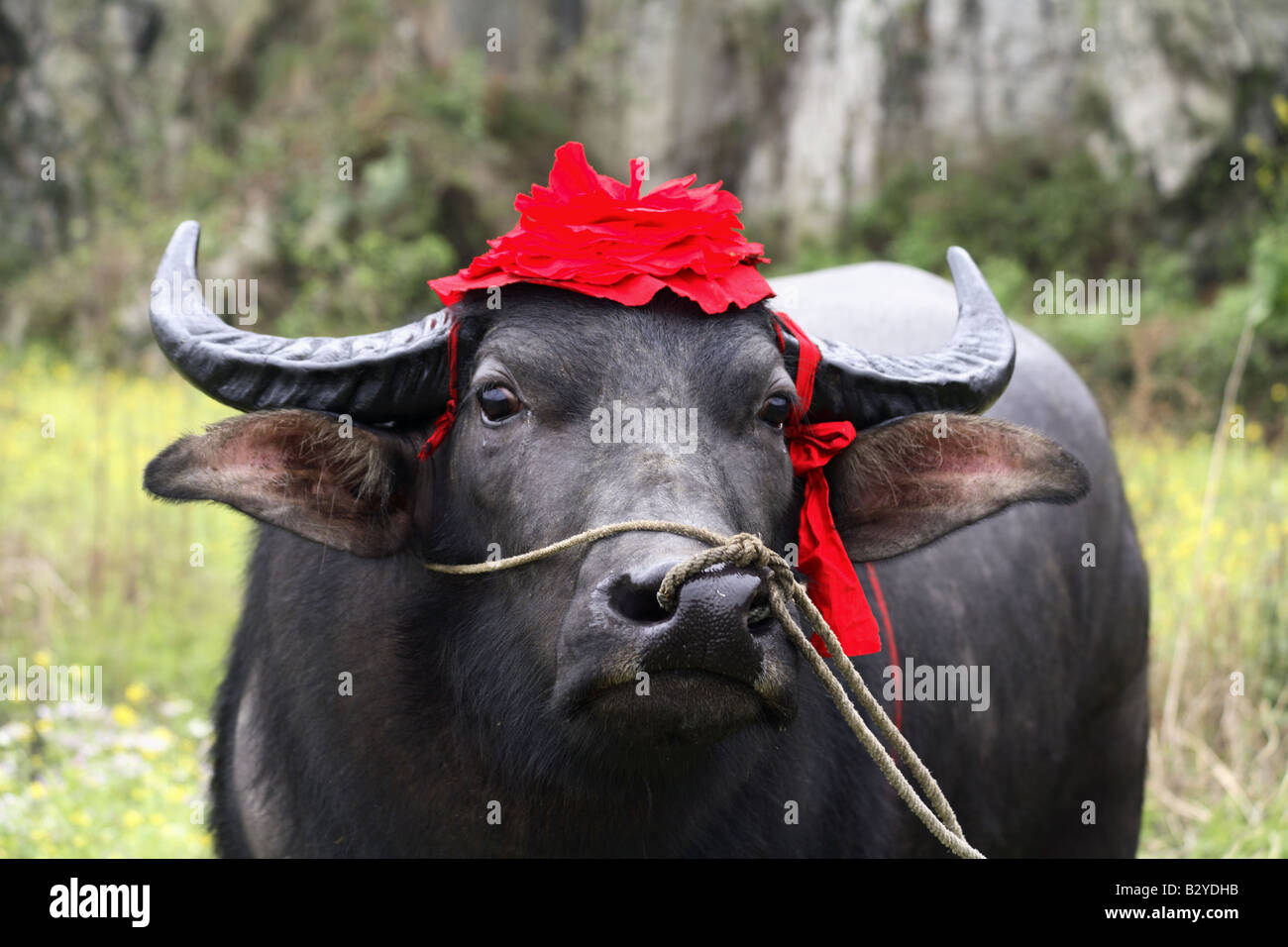 Un taureau décoré pour une lutte Banque D'Images