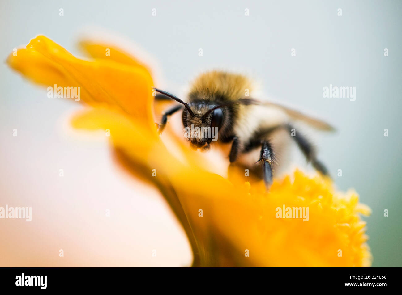 Bombus pascuorum. Carde commun bumblebee sur un oeillet d'Inde Banque D'Images