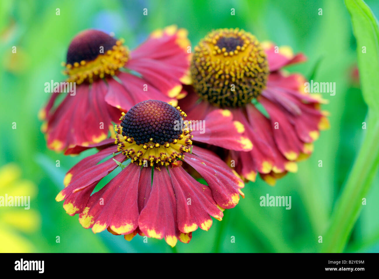 HELENIUM tartelettes à la confiture Banque D'Images