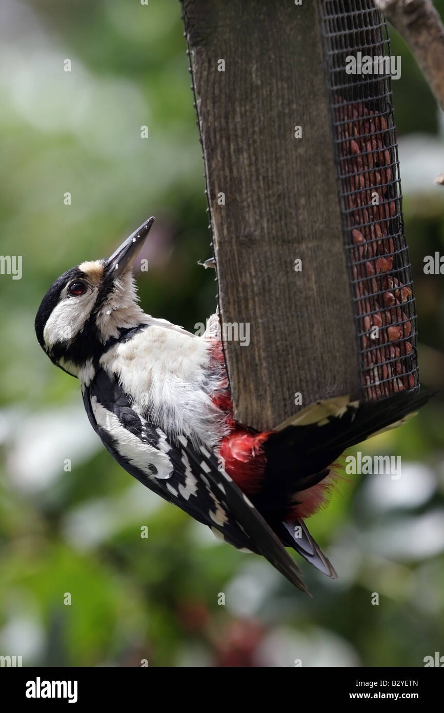 Great Spotted Woodpecker Dendrocopos major le Mangeoire Banque D'Images