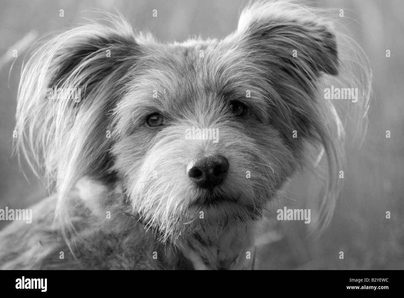 Mignon, doux, inhabituel chien k9 dans une posture détendue avec des oreilles adorables tout en étant alerte et attrayant comme le meilleur ami de l'homme Banque D'Images