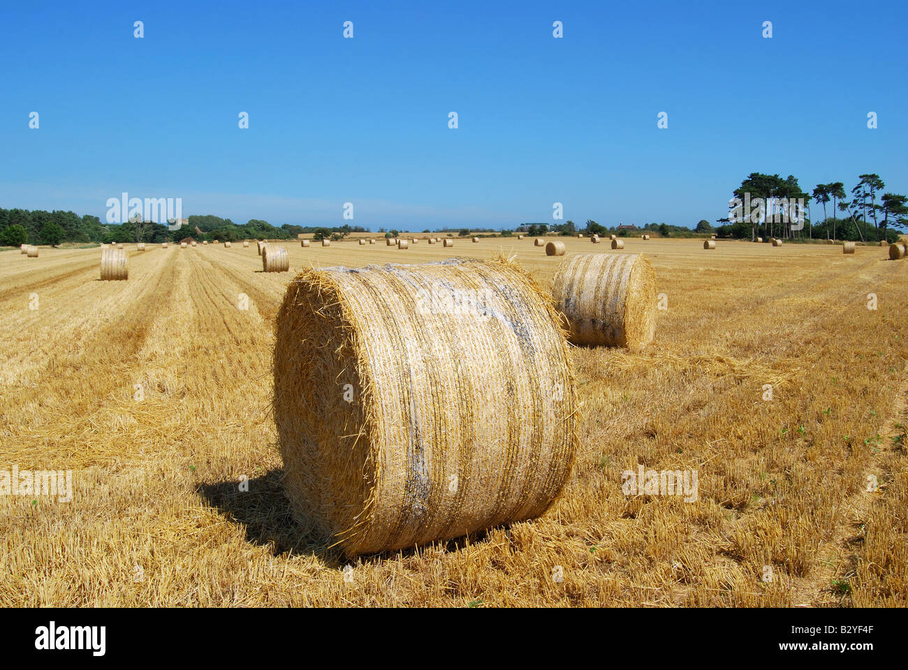 Round hay bales in field, Suffolk, Angleterre, Royaume-Uni Banque D'Images