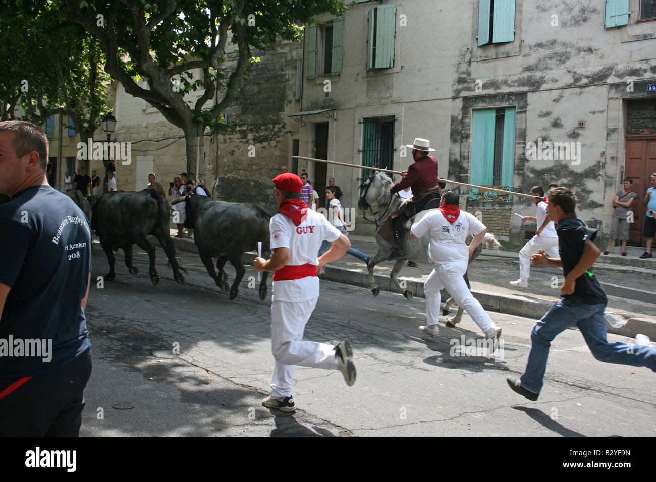 Les vaches vache camarguaise Camarguaise, hommes d'exécution dans la rue Beaucaire Gard, France.format horizontal.  85171 Beaucaire Banque D'Images