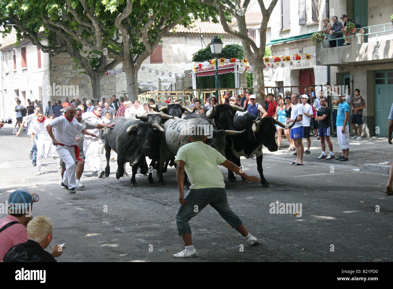 Les vaches vache camarguaise Camarguaise, hommes d'exécution dans la rue Beaucaire Gard, France.format horizontal.  85177 Beaucaire Banque D'Images
