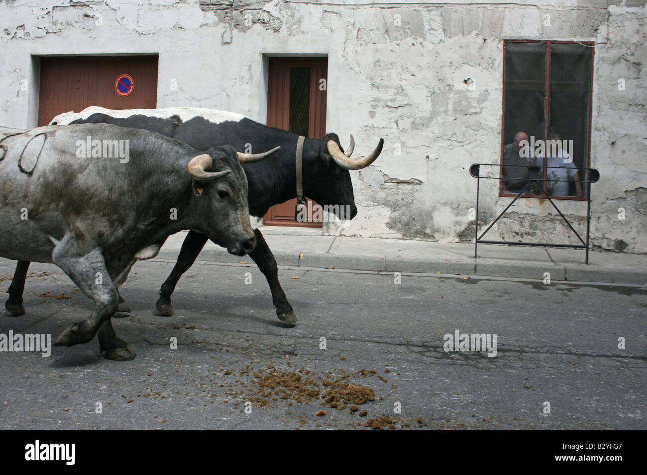 Camarguaise, vache vache camarguaise d'exécution dans la rue Beaucaire Gard, France.format horizontal.  85187 Beaucaire Banque D'Images