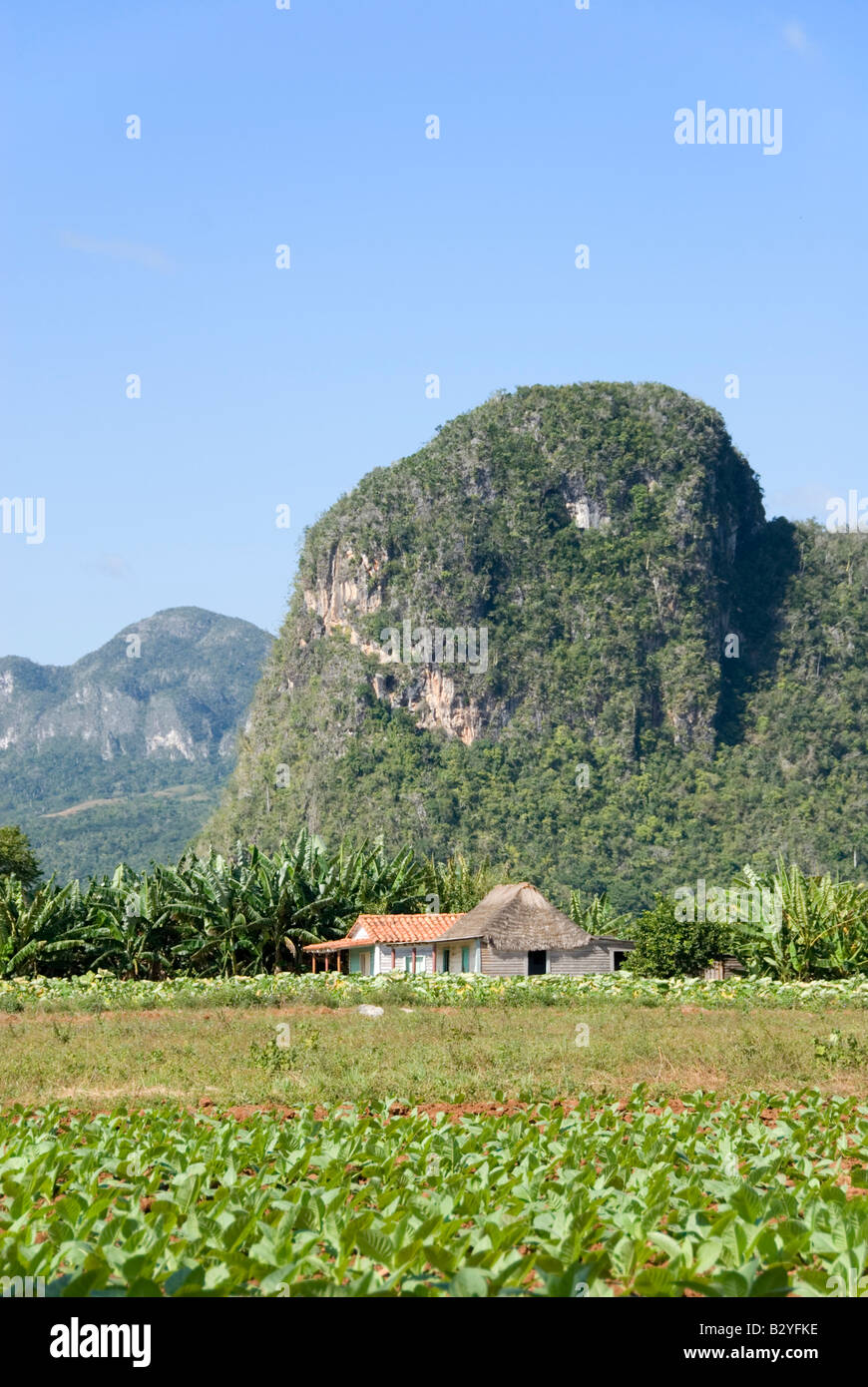 Jeune plante de tabac et récolte des mogotes falaises calcaires dans la distance dans la vallée de Viñales, Cuba Banque D'Images