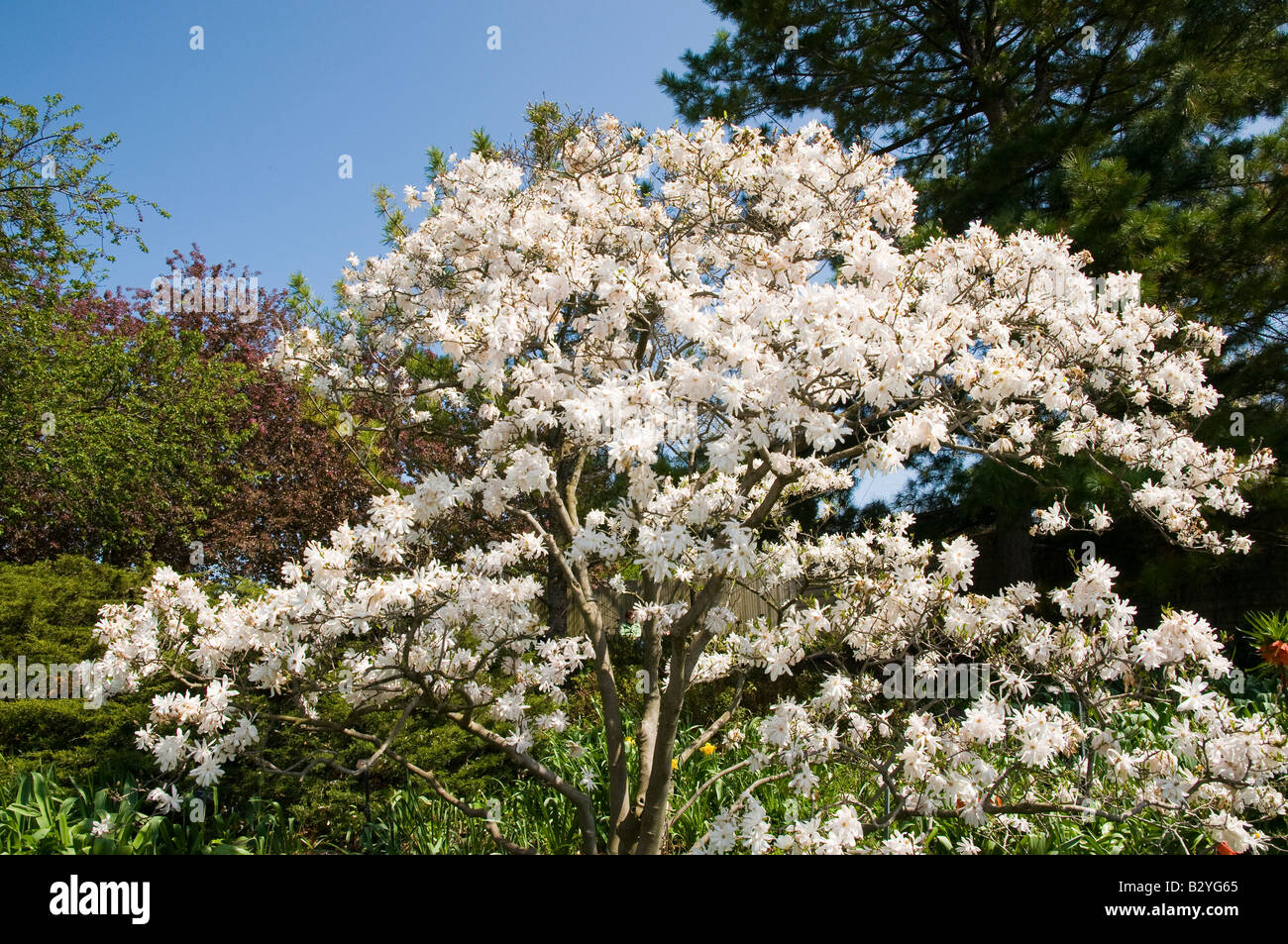 Star Magnolia Banque D'Images