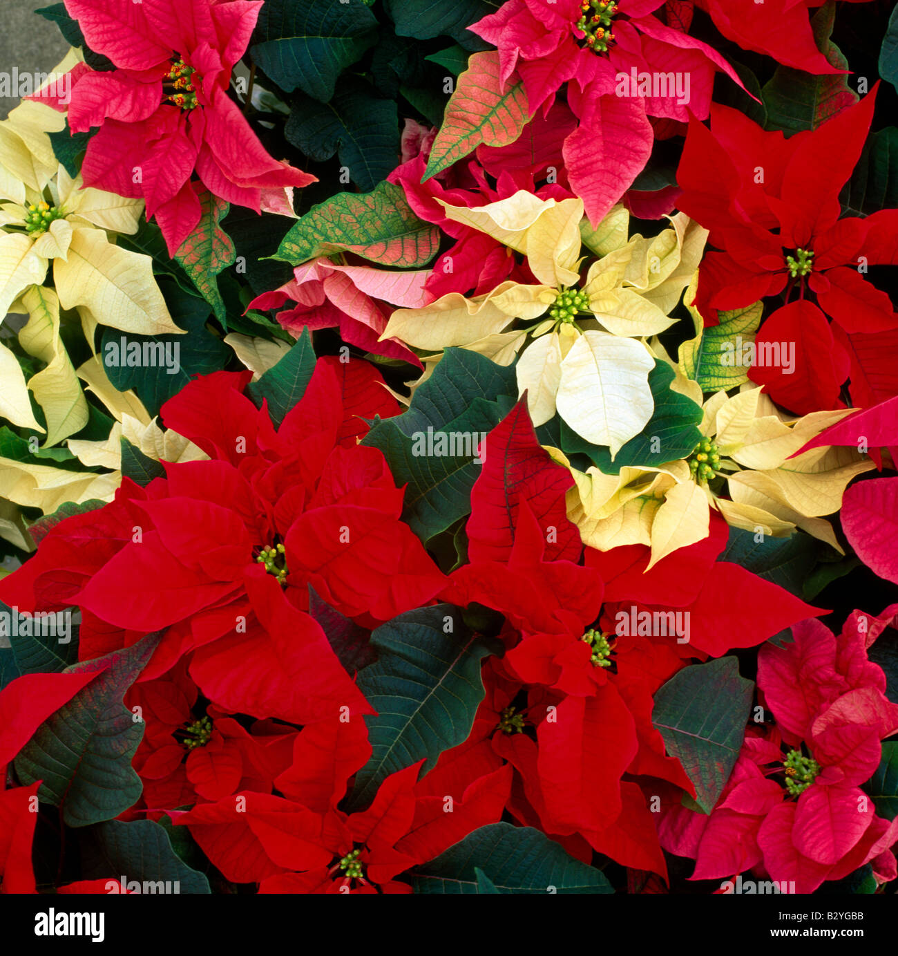 Poinsettia Blanc Rose Rouge mixte Banque D'Images