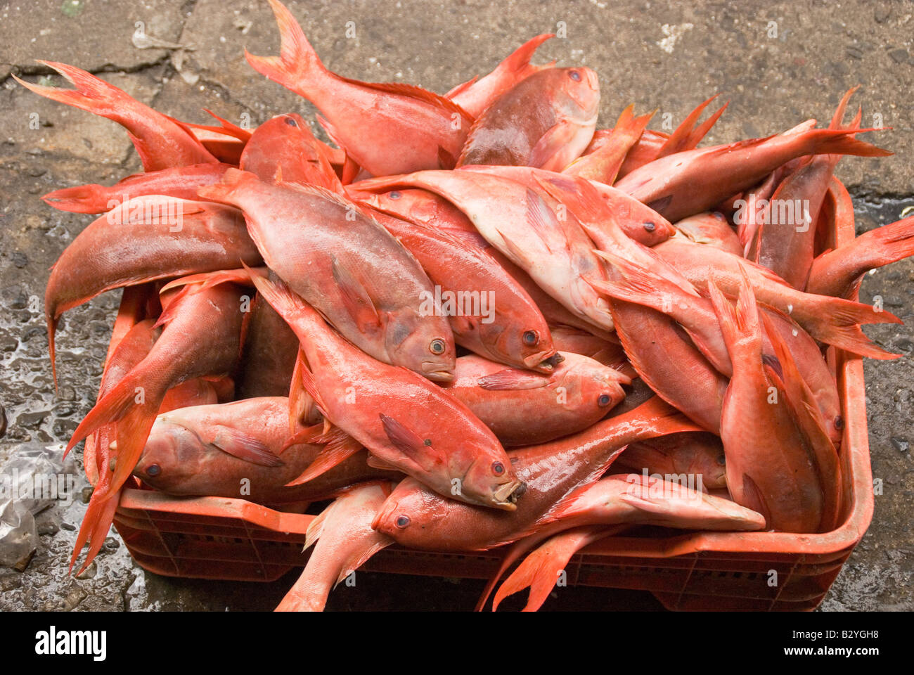 Poissons rouges frais pour la vente au marché de poisson de Ensenada, Baja California, Mexique Banque D'Images