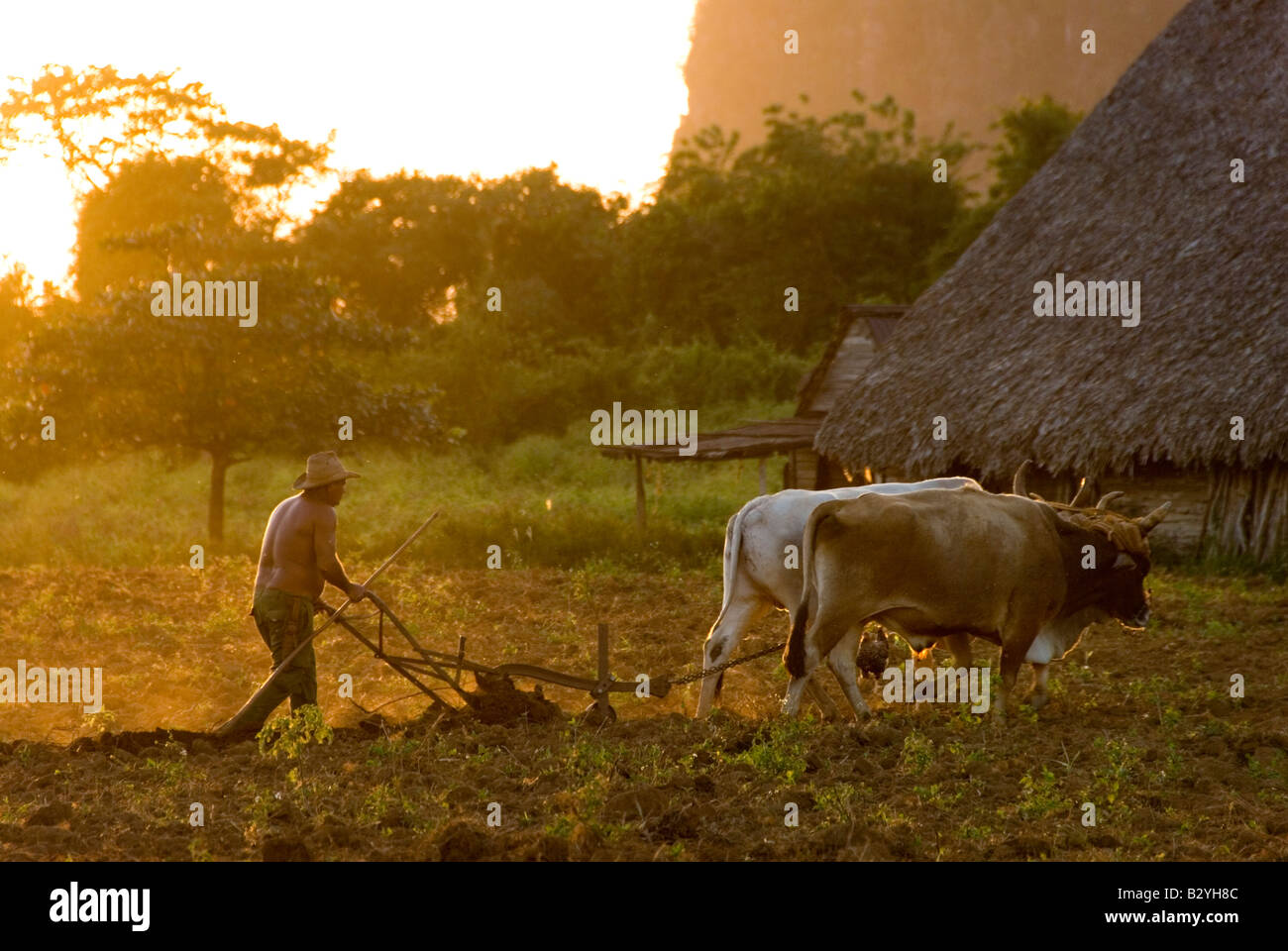 Producteur de tabac cubain champ de labour avec des bœufs prêt à planter dans la région de production de tabac de Cuba Viñales Banque D'Images