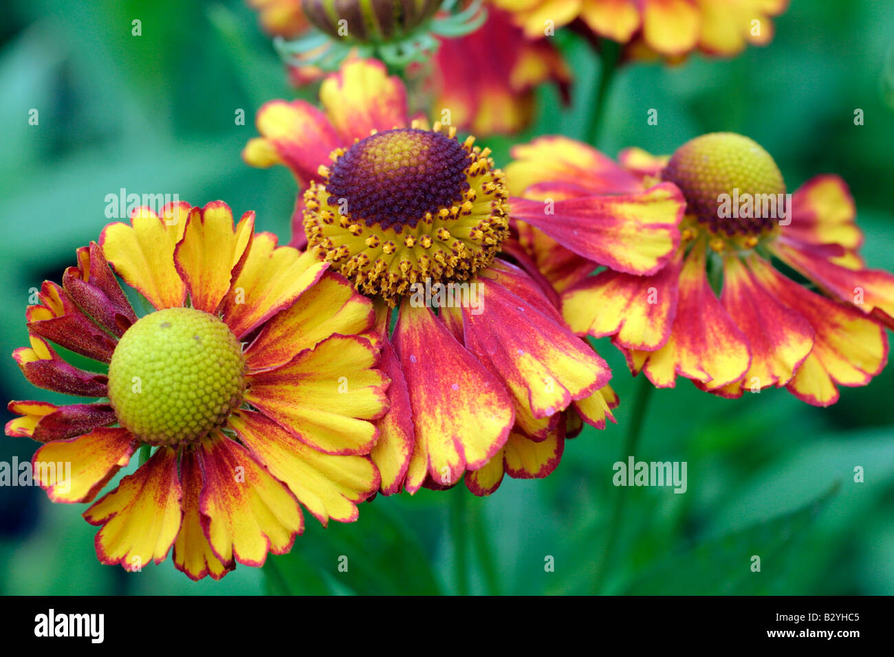 HELENIUM VICKY Banque D'Images