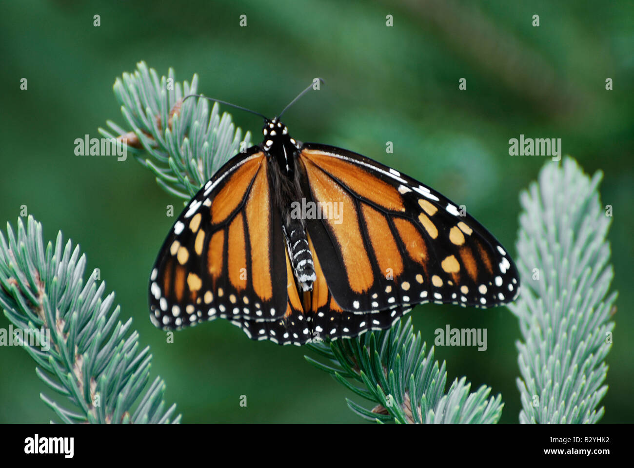 Le monarque (Danaus plexippus) Banque D'Images