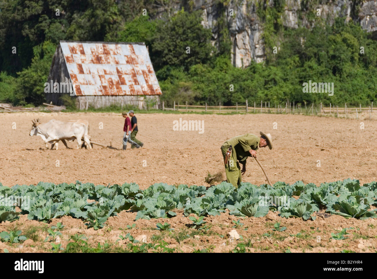 Les travailleurs cubains labourent le sol sur une ferme collective dans la campagne de Cuba Vinales Banque D'Images