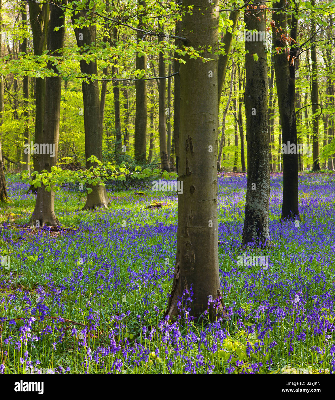 Bluebells de plus en plus un bois de hêtre matures Micheldever Hampshire Angleterre Banque D'Images