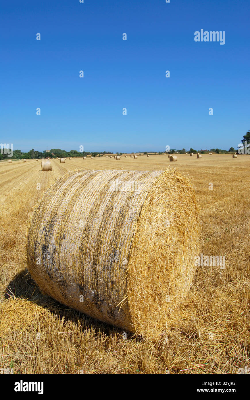 Round hay bales in field, Suffolk, Angleterre, Royaume-Uni Banque D'Images