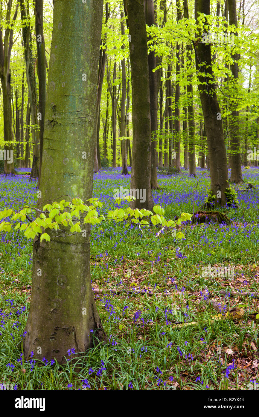 Bluebells de plus en plus un bois de hêtre matures Micheldever Hampshire Angleterre Banque D'Images