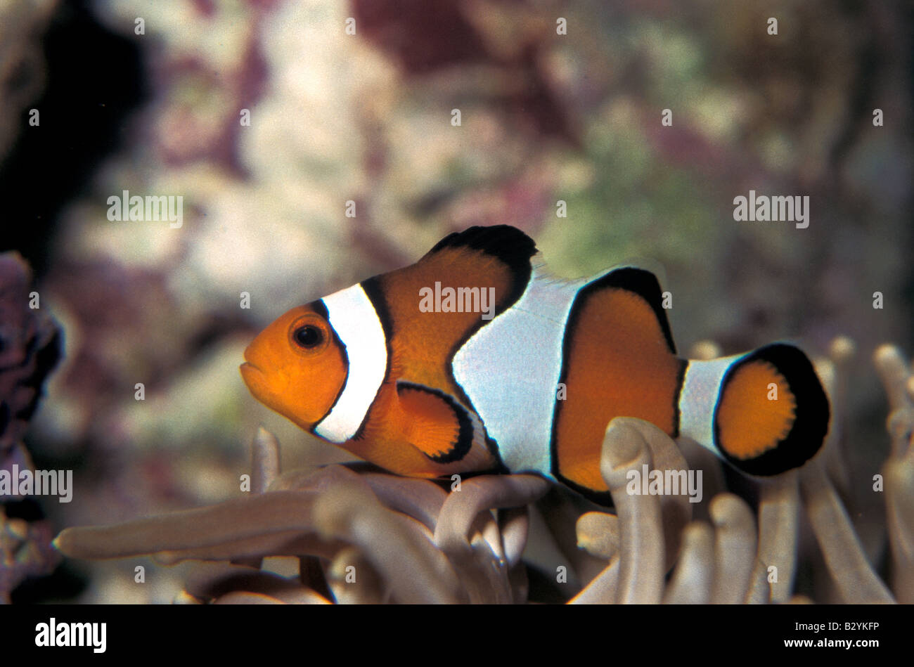 Amphiprion ocellaris,, clown, poisson, 'Nemo', Pomacentridae Photo ...